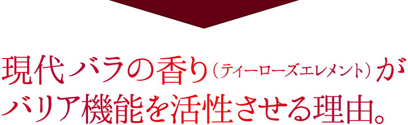 現代バラの香り（ティーローズエレメント）がキレイを活性させる理由。