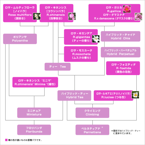 バラの系譜図